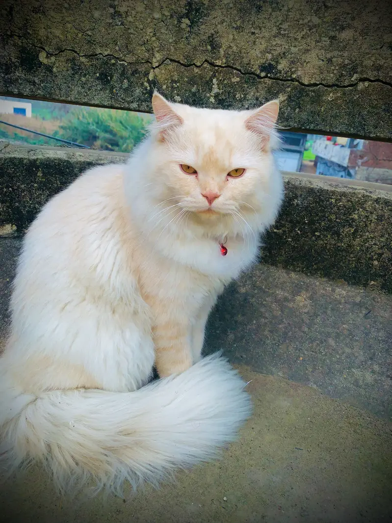 WHITE CAT