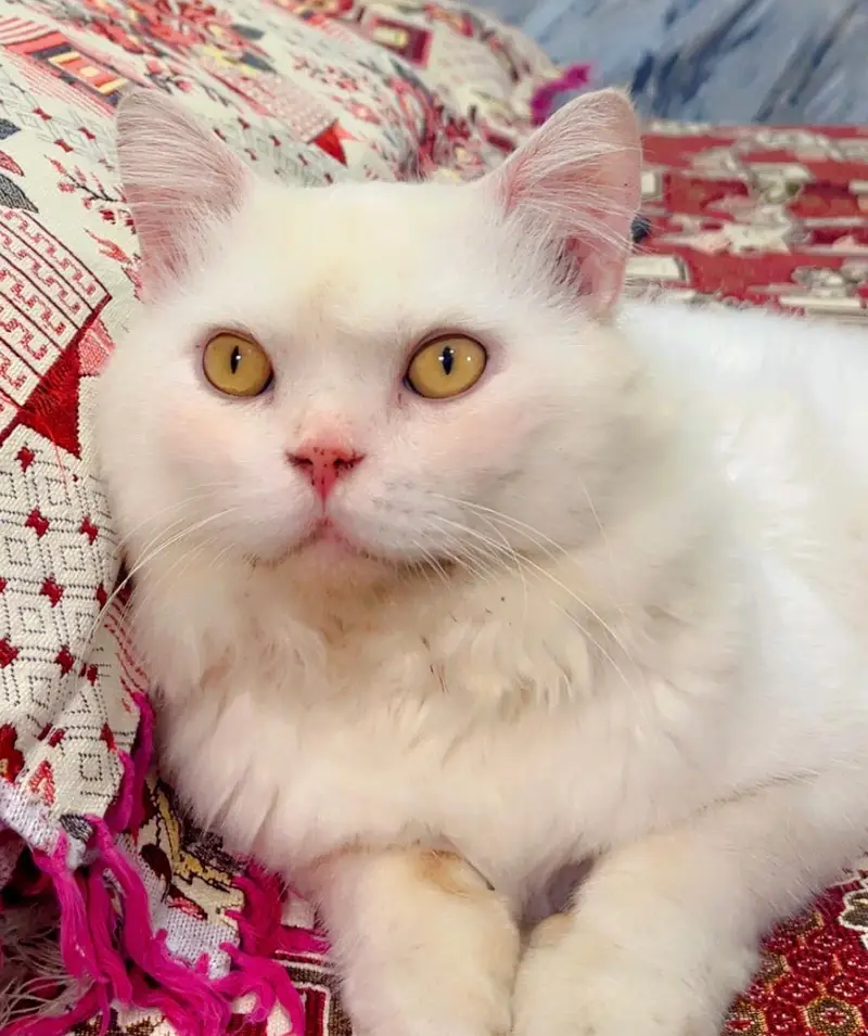 WHITE CAT — photo 2