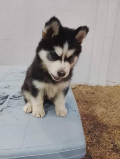Siberian Husky wolly cord <[ 03172955448]>