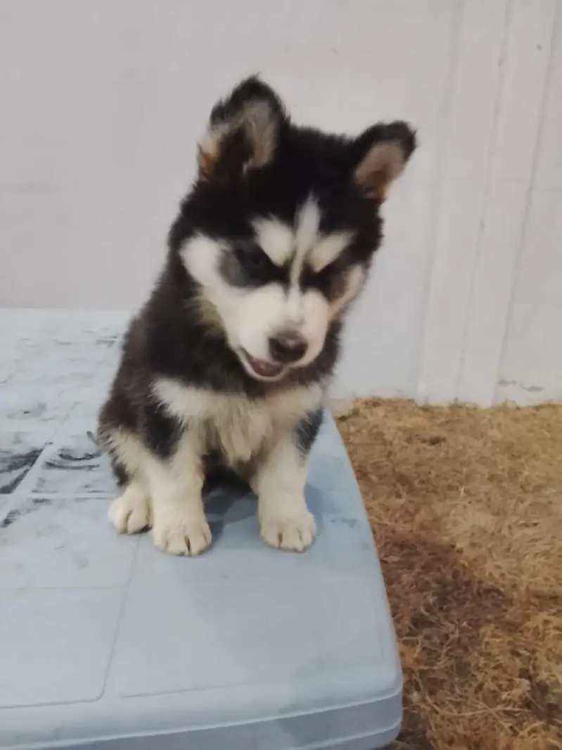 Siberian Husky wolly cord <[ 03172955448]>