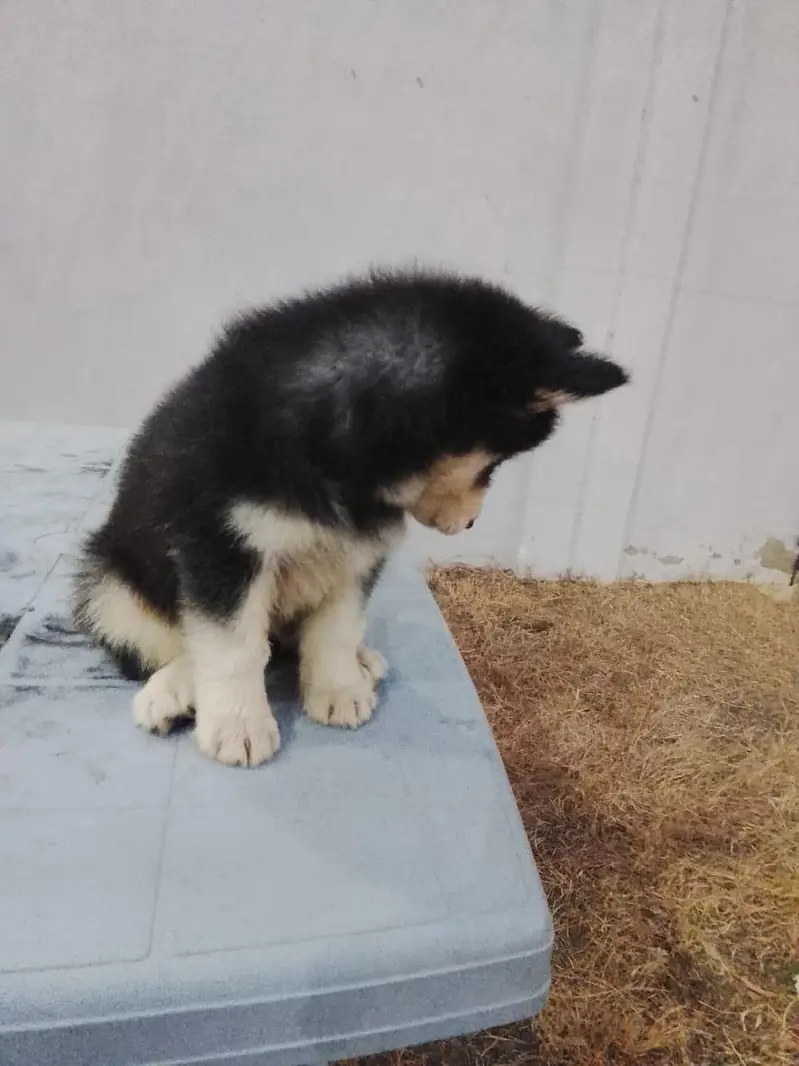 Siberian Husky wolly cord <[ 03172955448]> — photo 2
