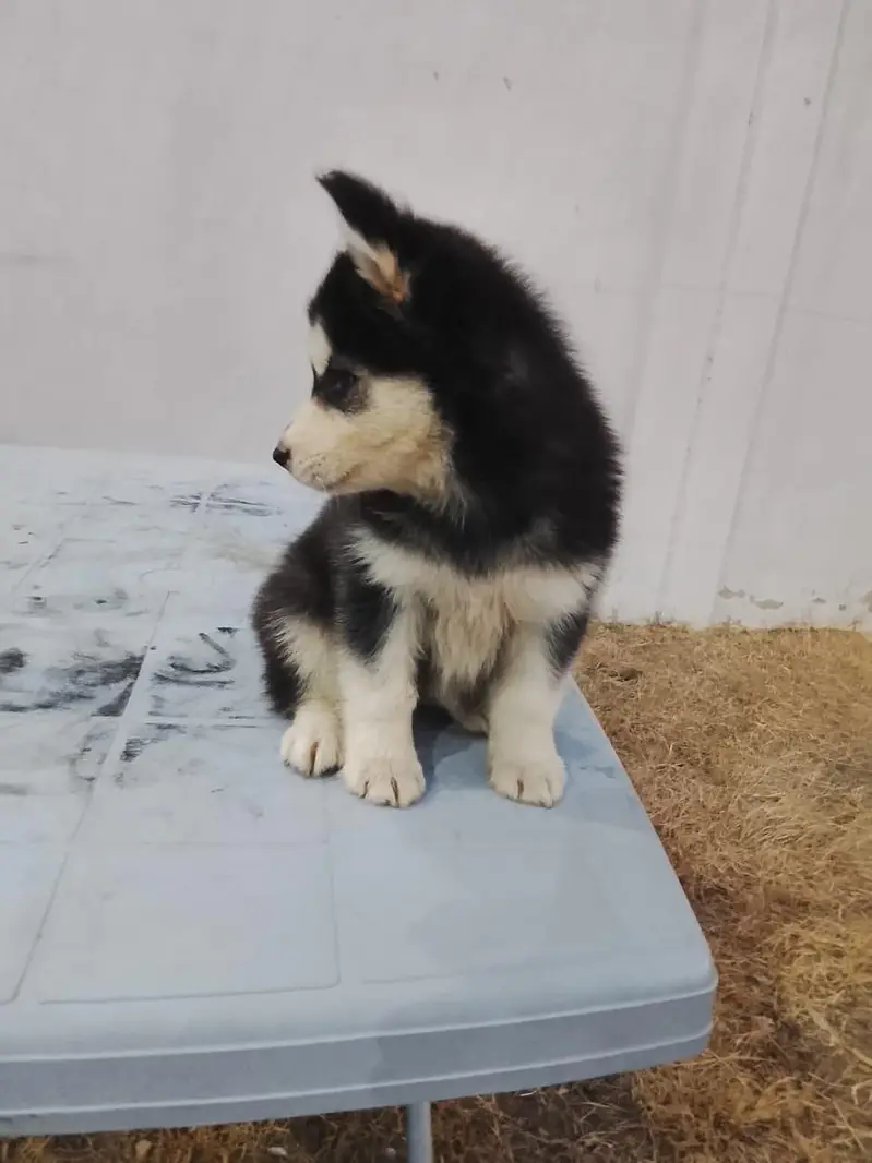 Siberian Husky wolly cord <[ 03172955448]> — photo 3