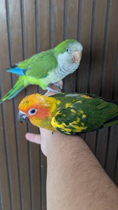 Hand tamed 0-Bite | Monks, Ringnecks, Sun Conures, Kashmiri Pahari Etc