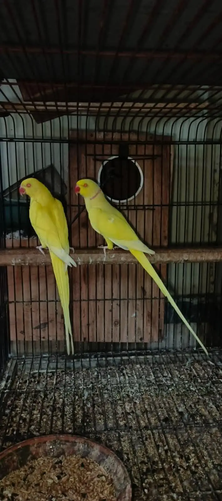 yellow parrot pair