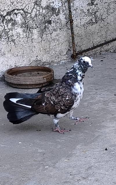 Laki female