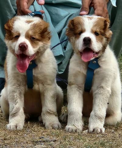 afghan kuchi king alabai Turkish kangal puppies