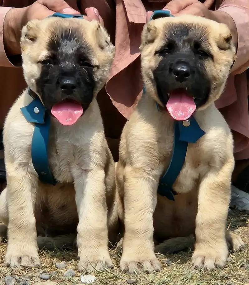 afghan kuchi king alabai Turkish kangal puppies — photo 2