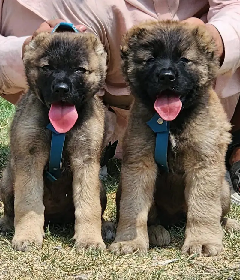 afghan kuchi king alabai Turkish kangal puppies — photo 3