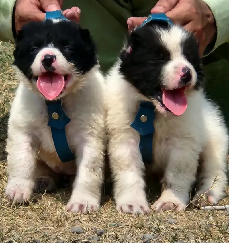 afghan kuchi king alabai Turkish kangal puppies — photo 4