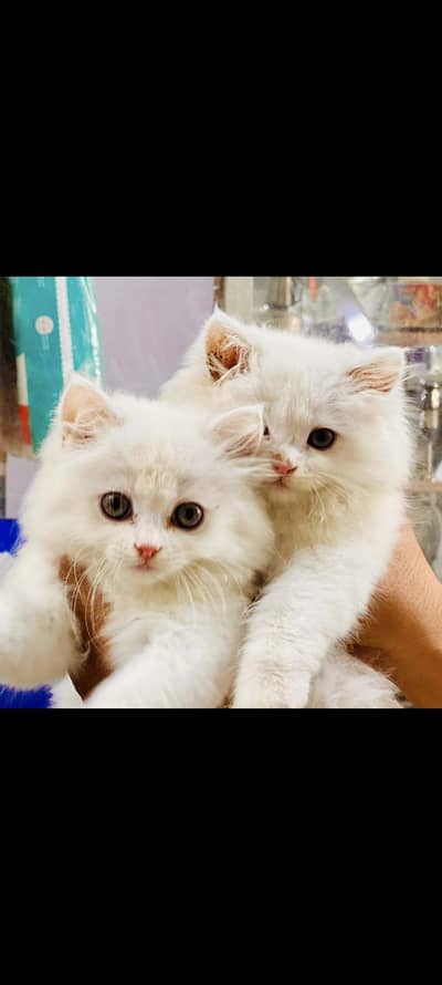 friendly & beautiful pair