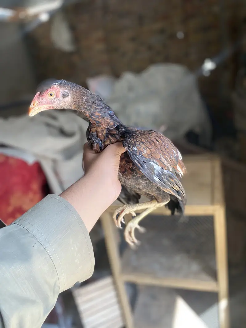Aseel patha pathi for sale