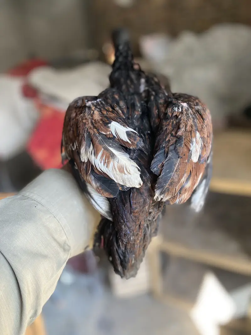 Aseel patha pathi for sale — photo 4