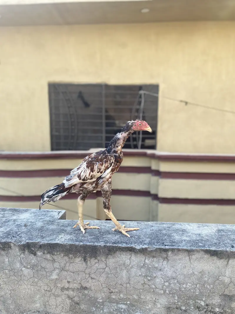 Aseel patha pathi for sale — photo 6