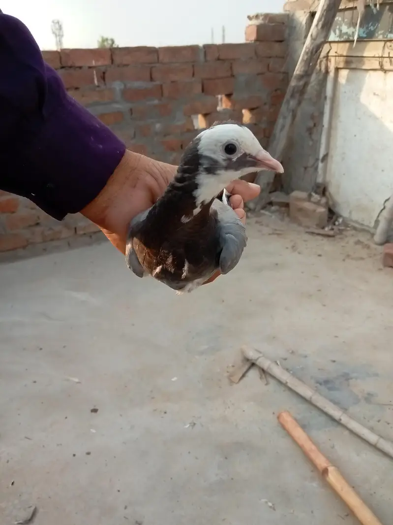 Dabba Bacha Hy — photo 2