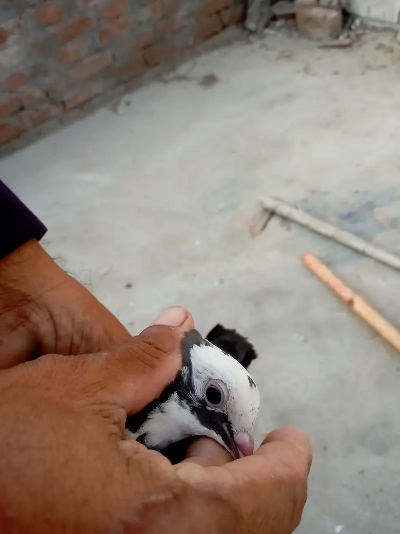 Dabba Bacha Hy — photo 3