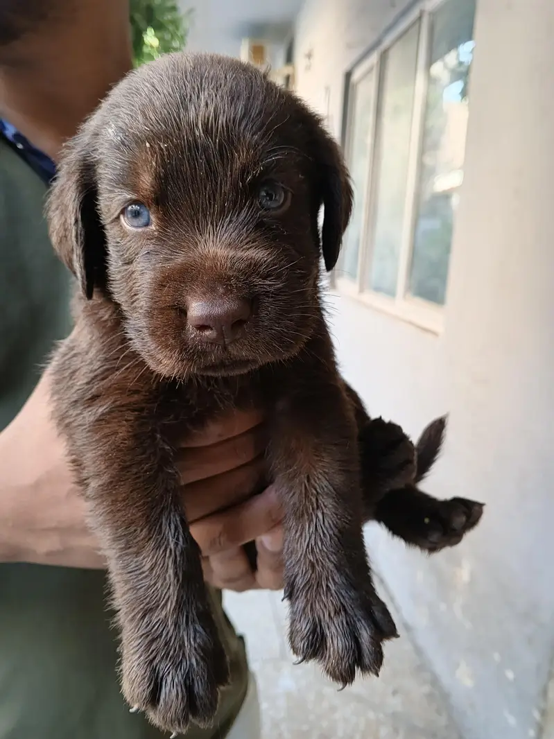 Labrador Puppies