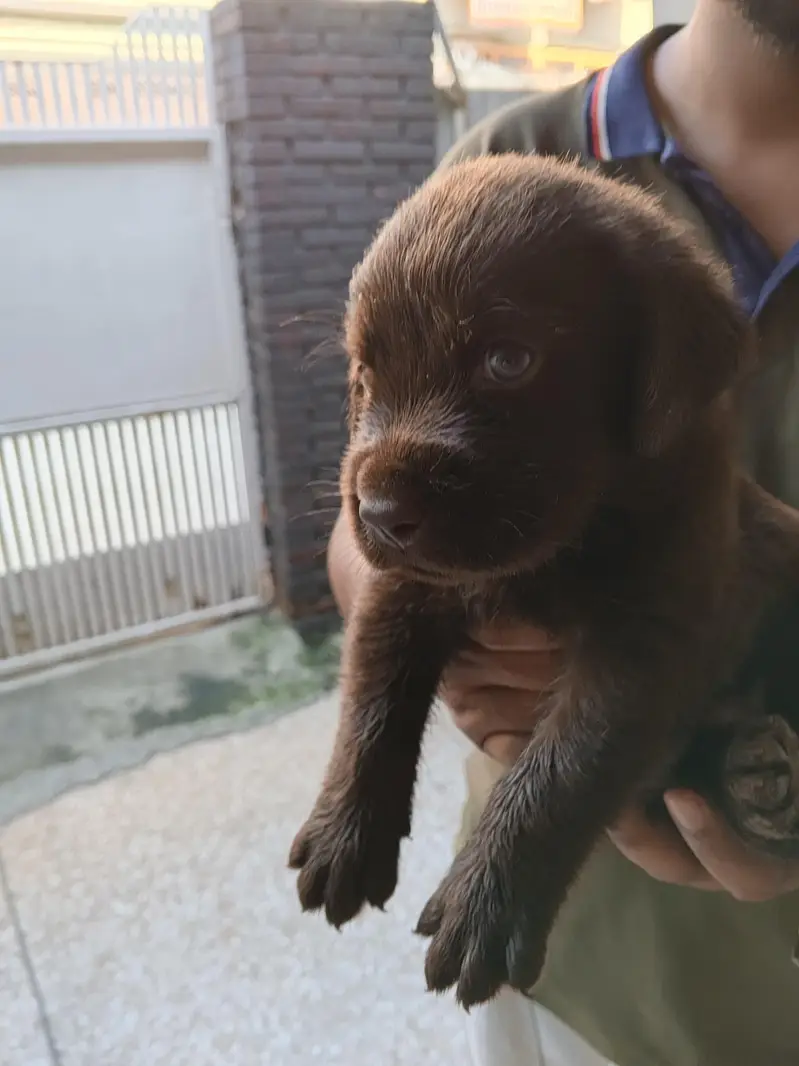 Labrador Puppies — photo 2