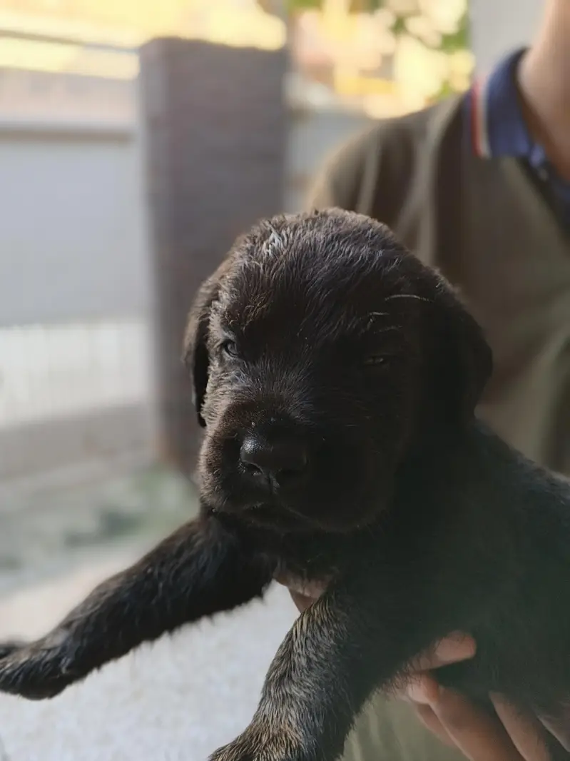 Labrador Puppies — photo 3