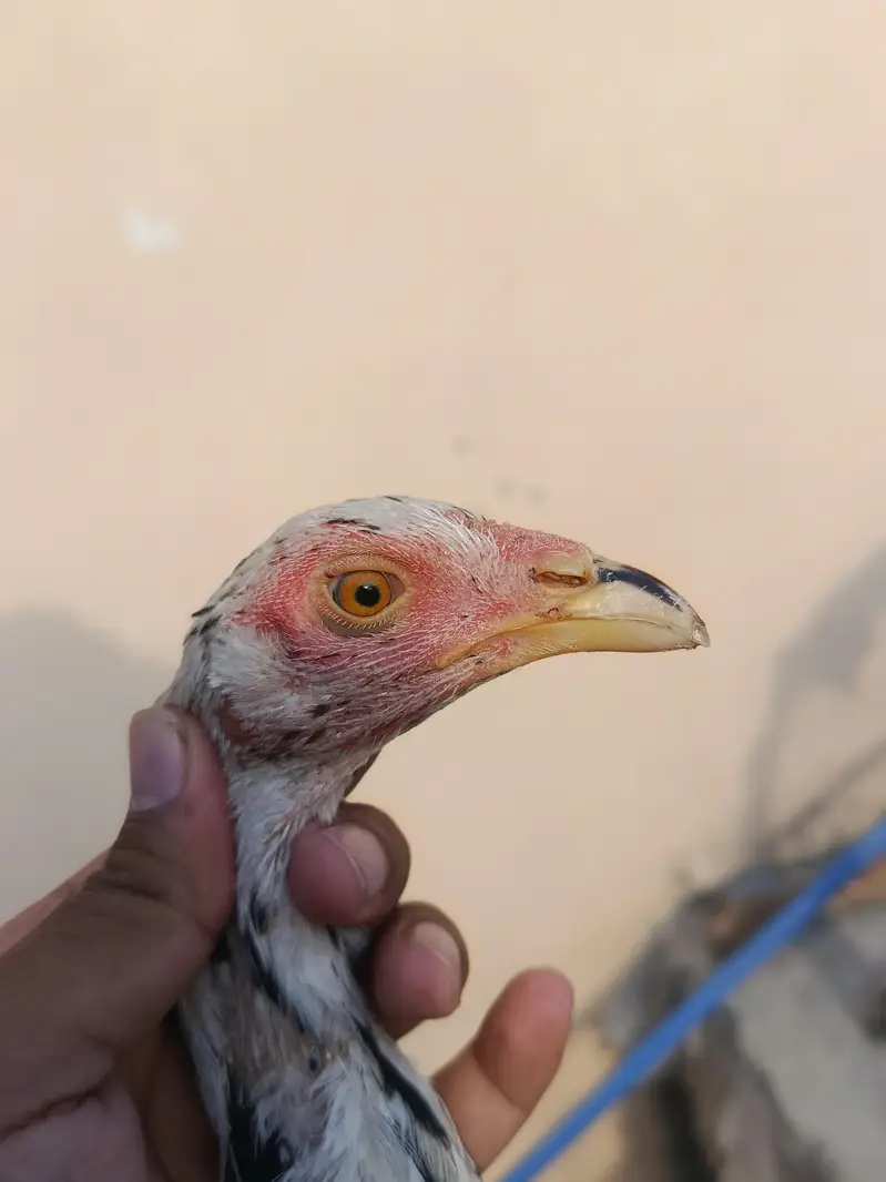 Aseel females pair