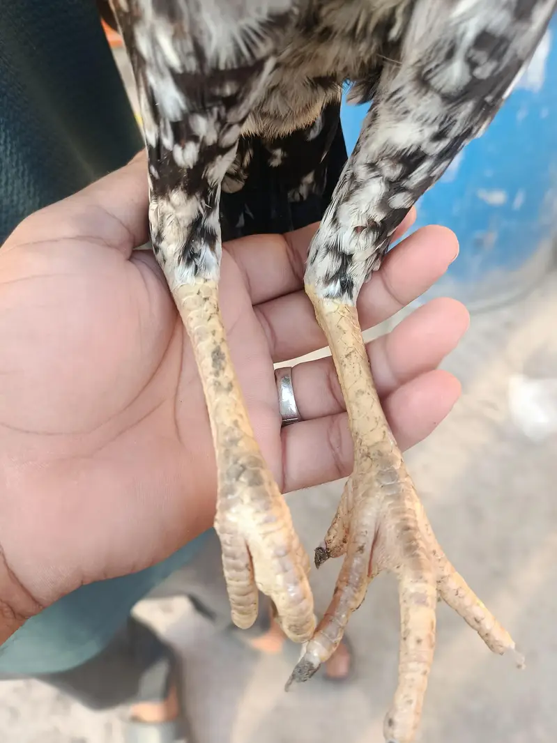 Aseel females pair — photo 9