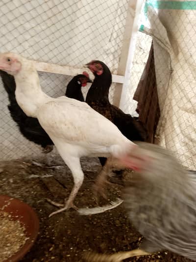 white Heera Aseel