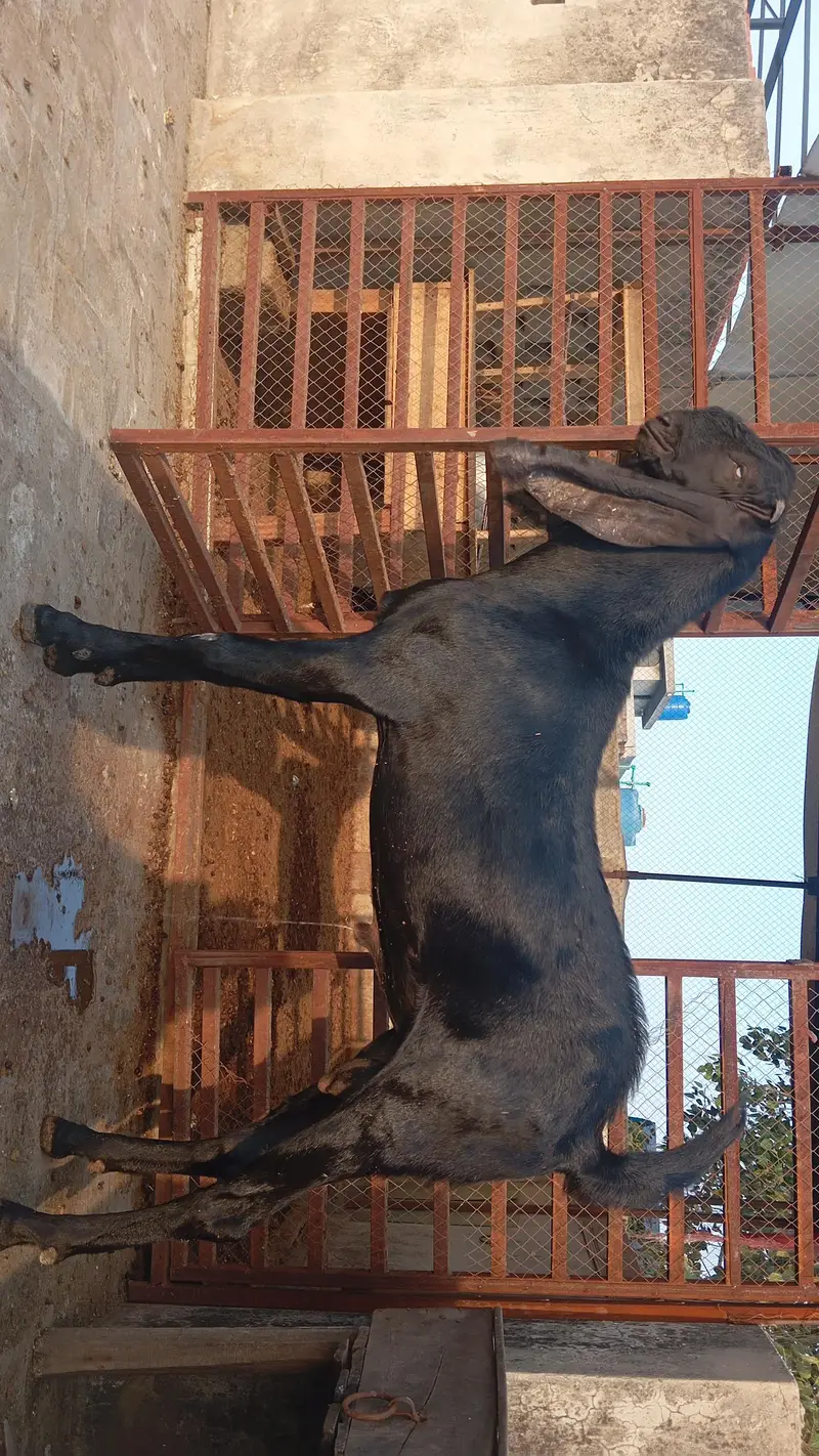 pure beetal  bakra