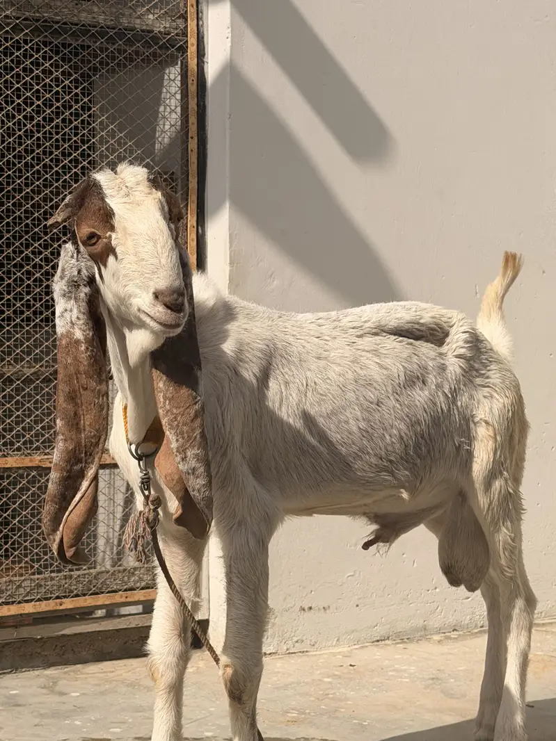 Ablak bakra fresh 2 dant hua hay  andu hay abhi — photo 2