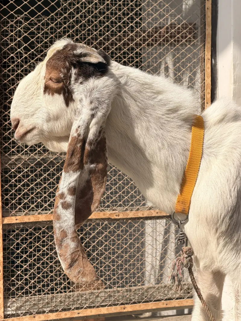 Ablak bakra fresh 2 dant hua hay  andu hay abhi — photo 3