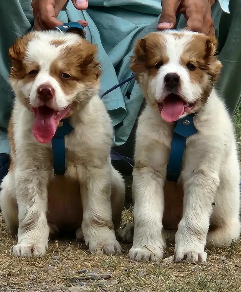King alabai dogs pair male female for sale