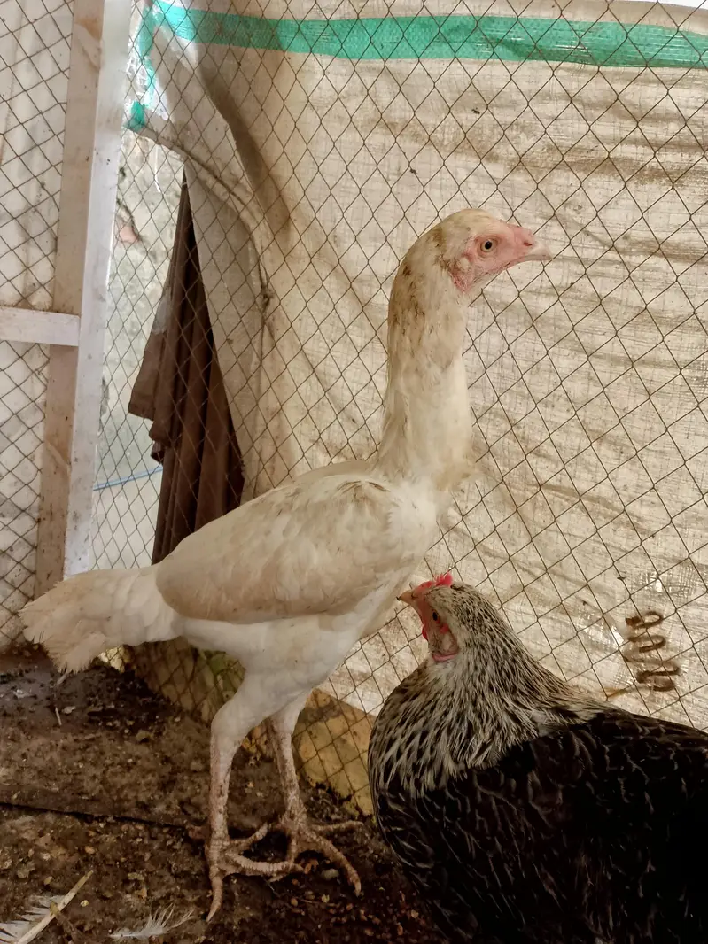 white Heera Aseel