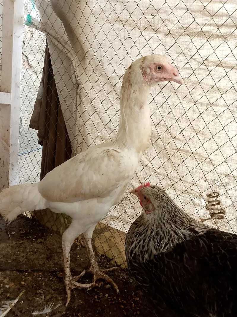 white Heera Aseel — photo 2