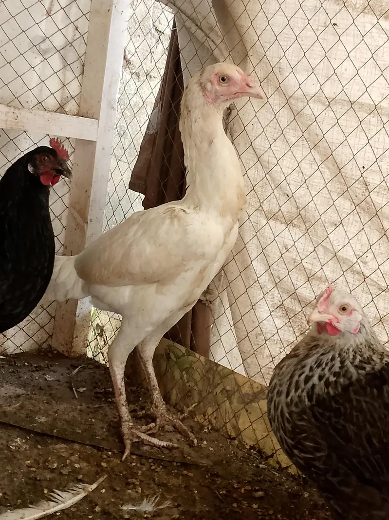 white Heera Aseel — photo 3
