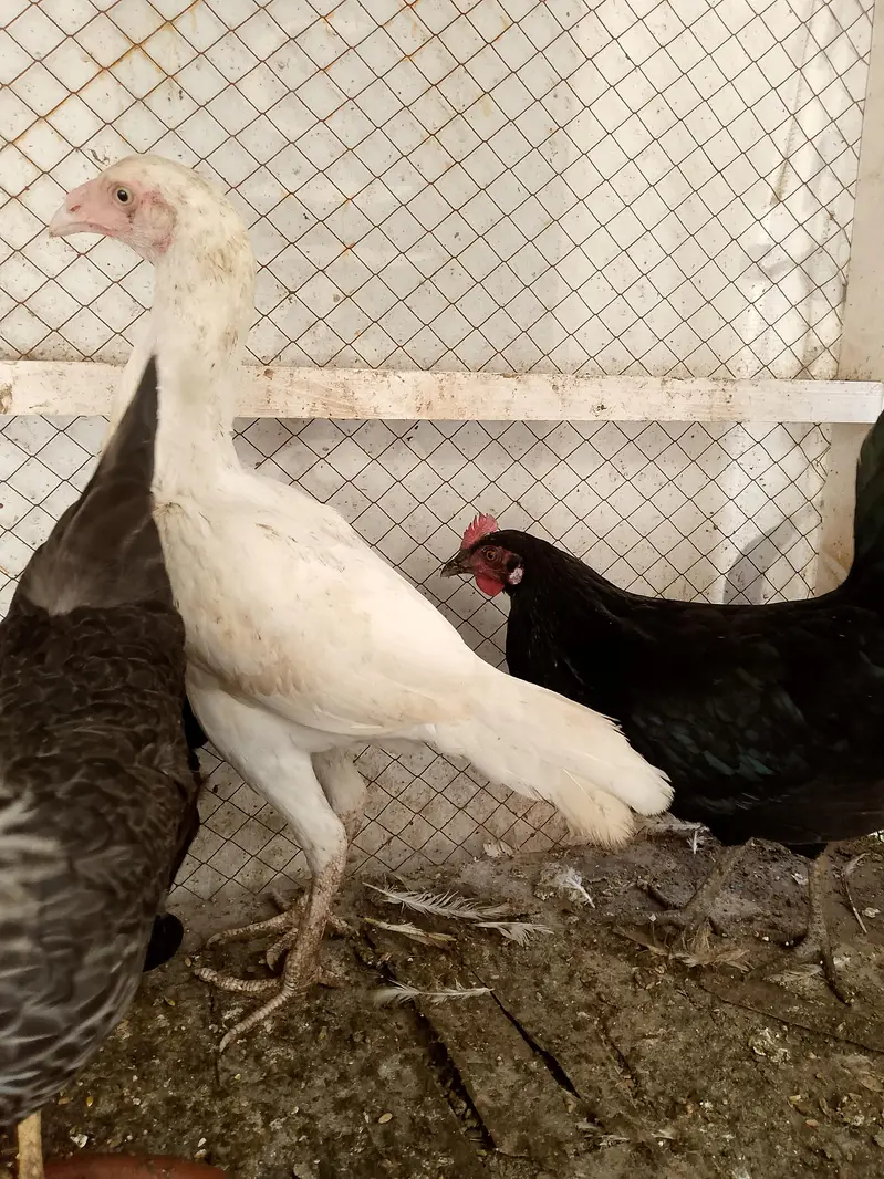 white Heera Aseel — photo 4