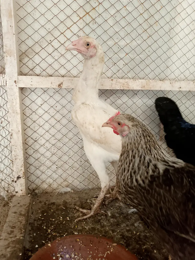 white Heera Aseel — photo 5