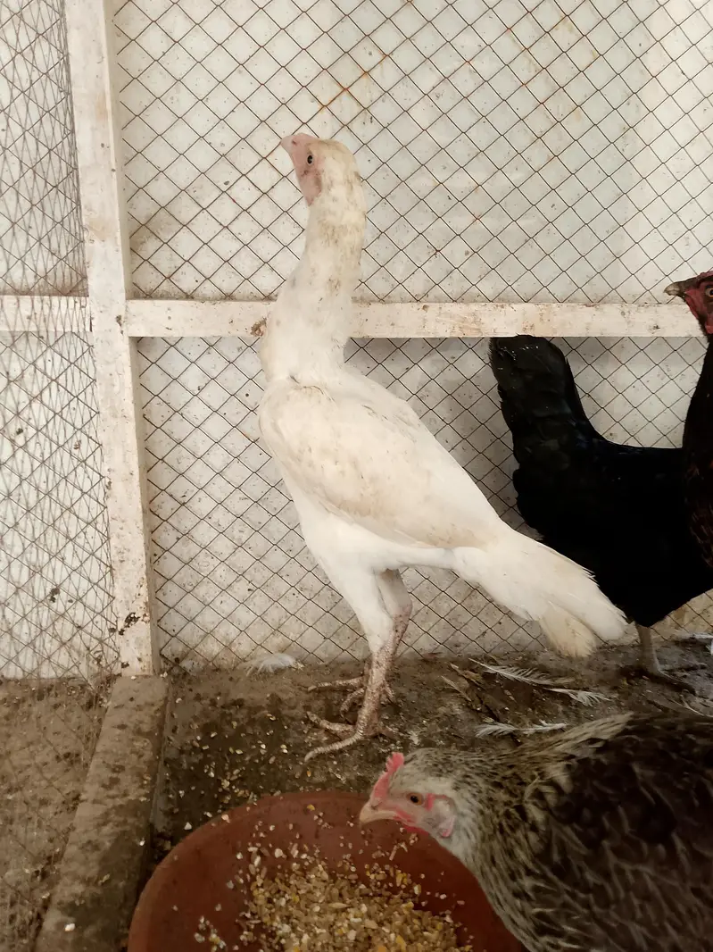 white Heera Aseel — photo 6