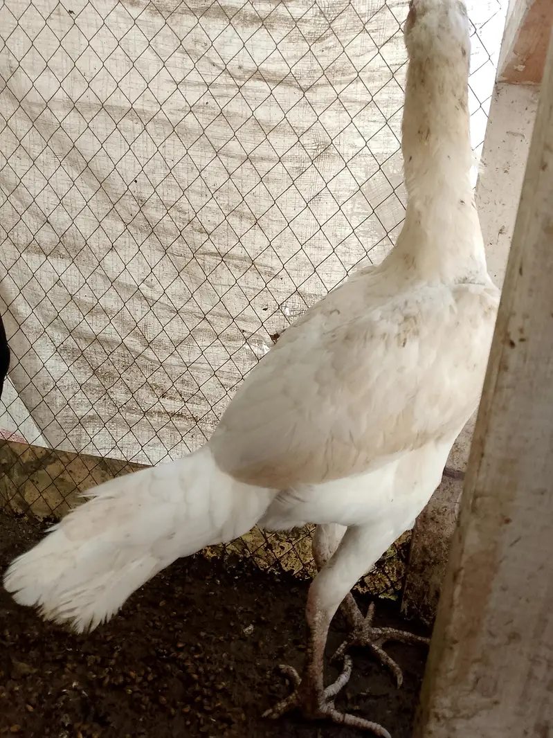 white Heera Aseel — photo 7
