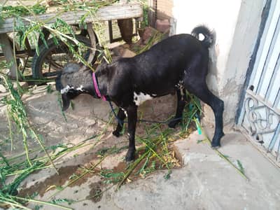 bakra Male