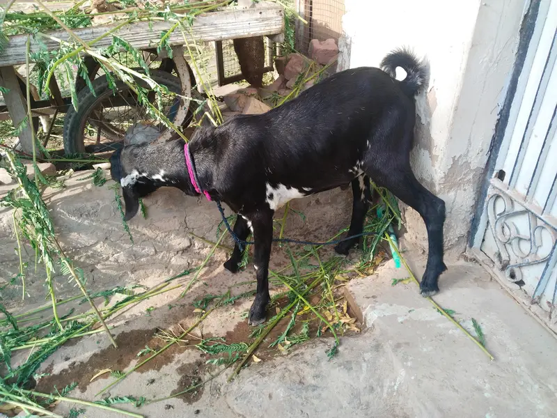 bakra Male