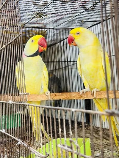yellow parrot pair