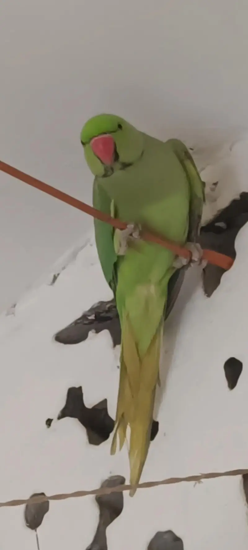Male ringneck parrot urgent sell — photo 2