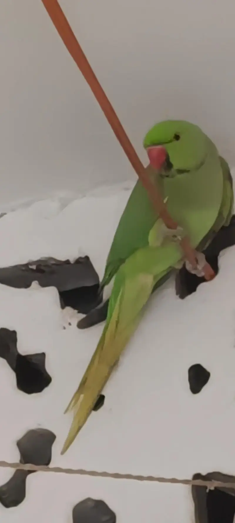Male ringneck parrot urgent sell — photo 3