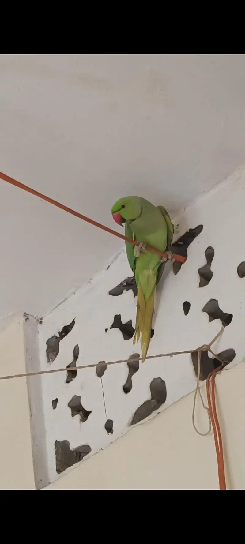 Male ringneck parrot urgent sell — photo 4