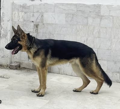 German Shehpard 10 Month Stock Coat Male