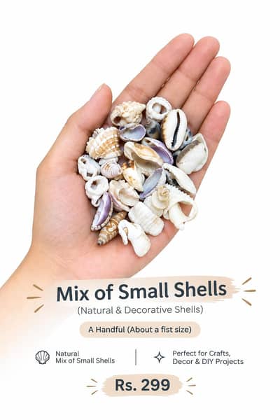 Mix of Small Sea Shells