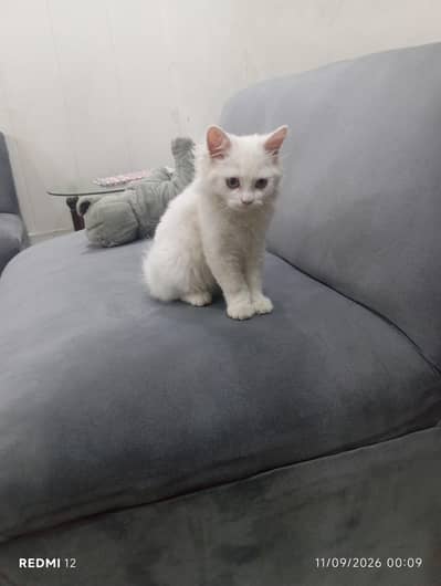 Persian cat