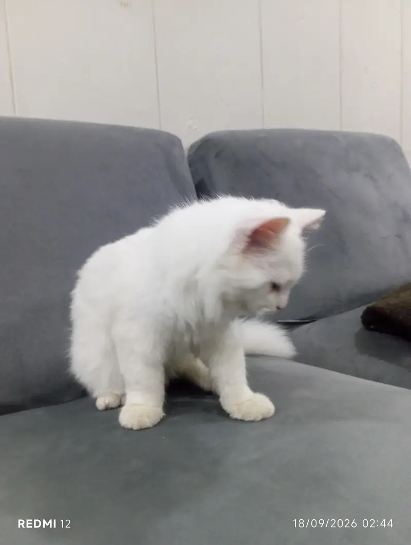 punch face male cat with all accessories vactiend full trained — photo 2