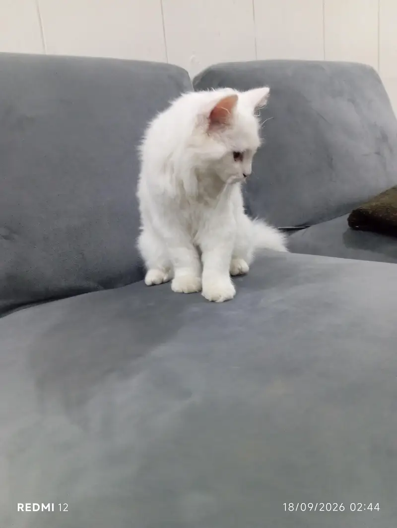 punch face male cat with all accessories vactiend full trained — photo 3