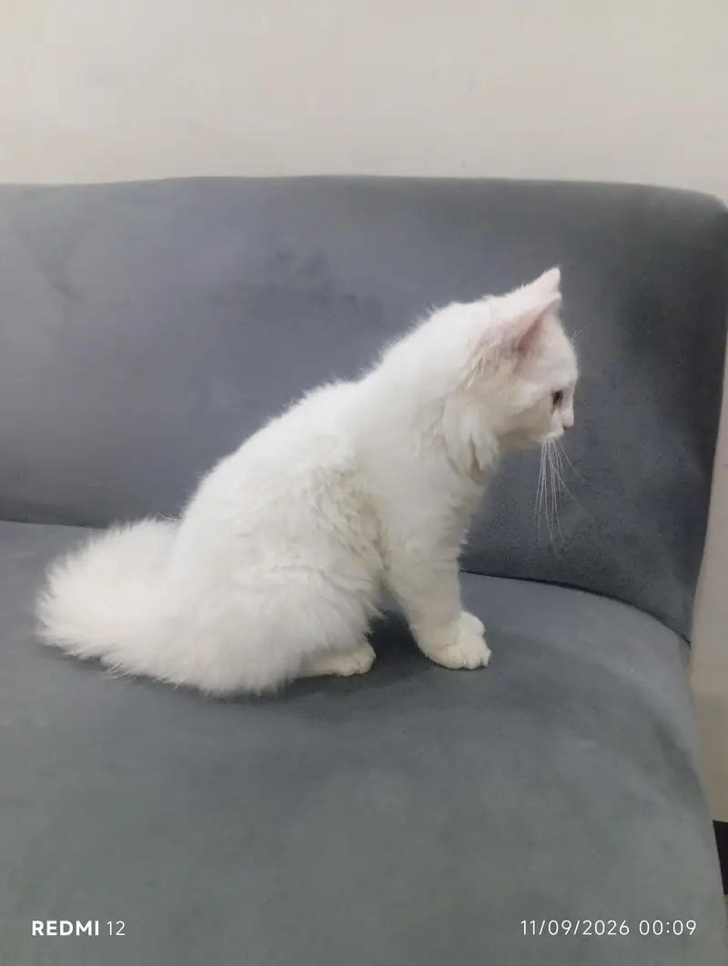 punch face male cat with all accessories vactiend full trained — photo 4