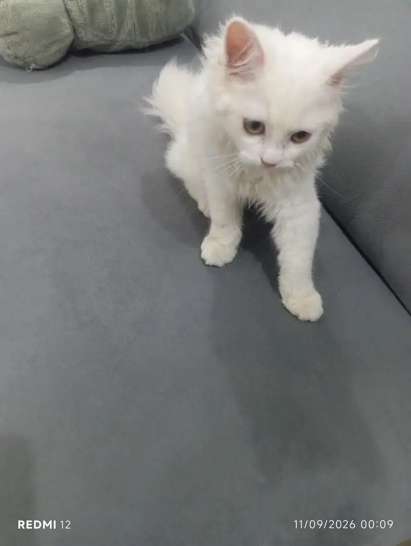 punch face male cat with all accessories vactiend full trained — photo 5