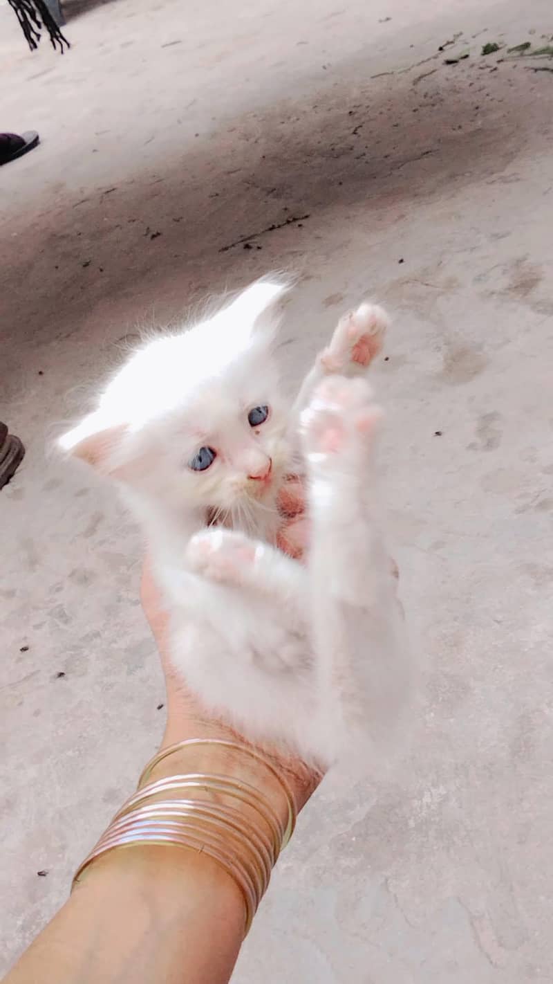 cute cats 0